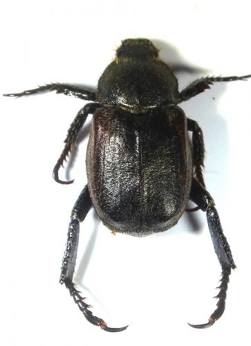 Réf. 234 993 : Hoplia philanthus